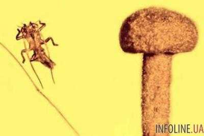 Ученые обнаружили в янтаре уникальную находку