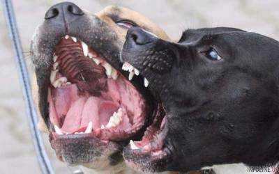 В Итальянском городке Маскалучия два пса разорвали полуторагодовалого ребенка - СМИ