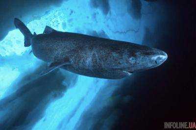 Ґренландську акулу признано самой старой на Земле