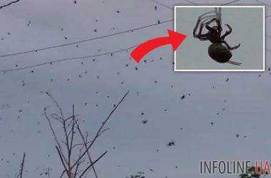 В Бразилии тысячи пауков летали в небе. Видео