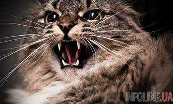 Бешеный домашний кот покусал двух людей