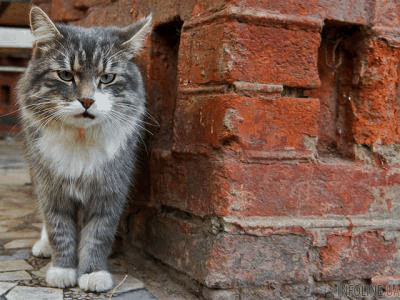 В городке Майнгаузен в центральной Германии мужчину замуровали в доме, пока он спал