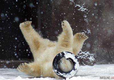 В американском зоопарке животные развлекались в снегу.Видео