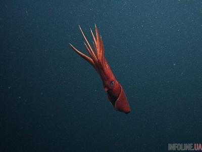 Ученые обнаружили глубоководного кальмара, который распознает различные спектры света