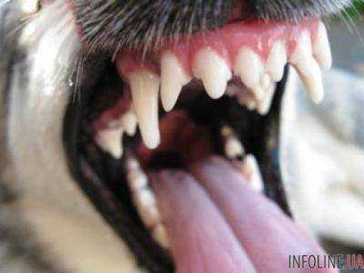 В Винницкой области пенсионерку до смерти загрызли соседские собаки