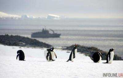 Ученые спустя 22 года работ выяснили, что едят пингвины