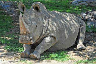 В бельгийском зоопарке решили обрезать рога носорогам