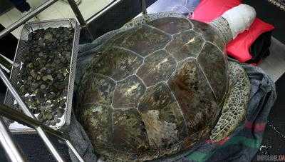 В Таиланде из желудка черепахи достали 5 кг монет