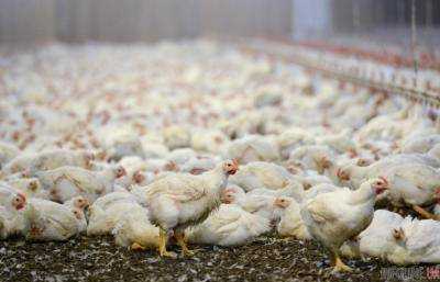 В Японии зафиксировано птичий грипп H5N6