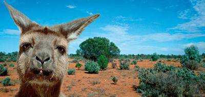 В Австралии кенгуру напал на автомобиль