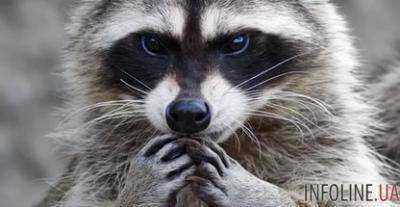 Видео енота играющего в настольные игры лучше хозяйки