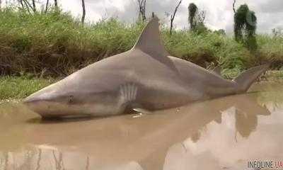 В Австралии циклон "Дебби" выбросил на берег бычью акулу