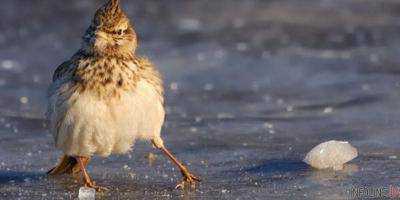 Сегодня в Украине пройдут дожди, местами снег