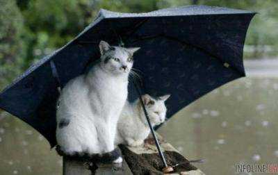 Сегодня в Киеве прогнозируют дождь