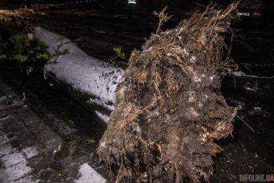 В Днепре из-за непогоды упало 2,6 тыс. деревьев