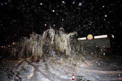 В Запорожье дерево упало прямо в квартиру