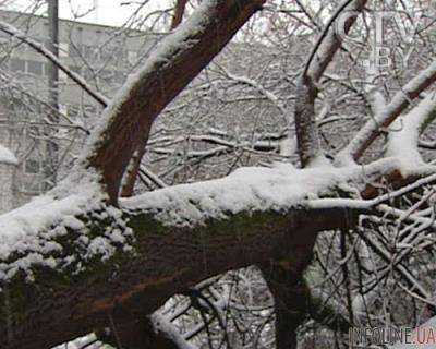 В Днепре непогода повалила более 4 тыс. деревьев