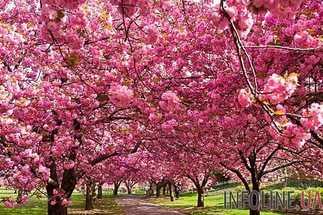 В Житомире высадили деревья сакур