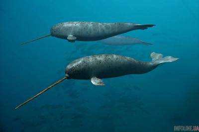 Охоту "морского единорога" удалось снять на видео.Видео