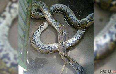 Во дворе жилого дома Москвы обнаружили питона.Видео