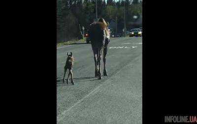 Лосиха с детенышем устроила пробку на дороге