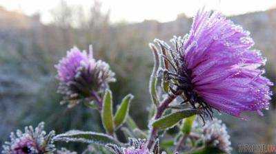 В нескольких областях Украины возможны заморозки