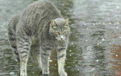 Сегодня в Украине дожди