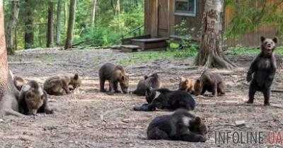 Косолапая жизнь - в Житомире работает центр для спасения медведей