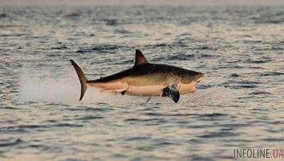 В Австралии акула запрыгнула в лодку
