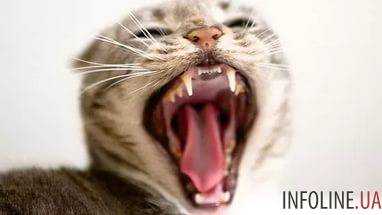 Из-за бешеного кота объявили Карантин в Ровенской области