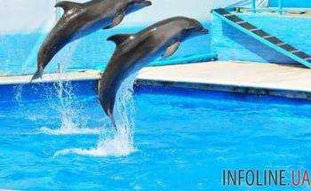 Президента Украины призвали запретить дельфинарии в Украине