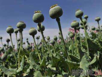 В Херсонской области обнаружили плантацию опийного мака на 700 тыс. грн