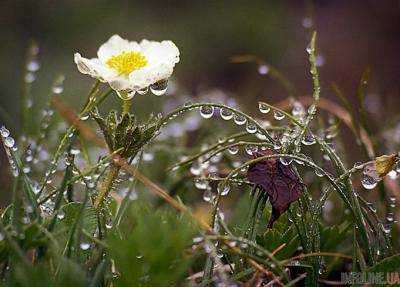 В Украине сегодня местами ожидаются дожди