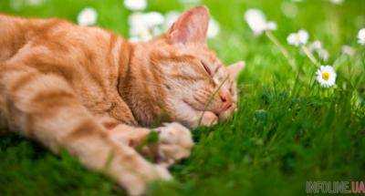 На следующей неделе синоптики пообещали жару до 35 градусов