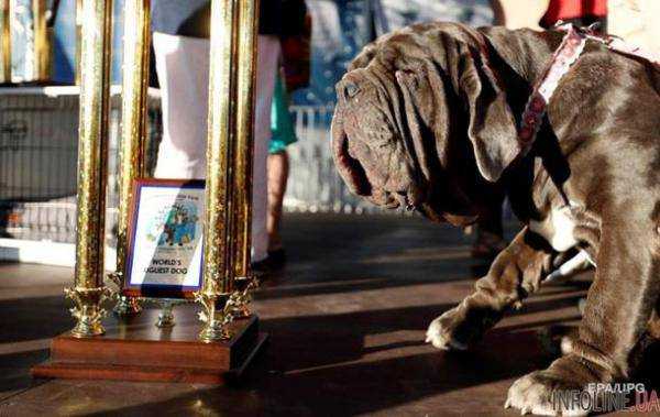 В Калифорнии выбрали самую некрасивую собаку.Фото