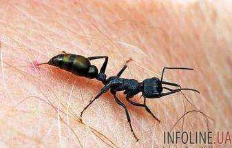 В Японии обнаружены муравьи, яд которых может привести к смерти