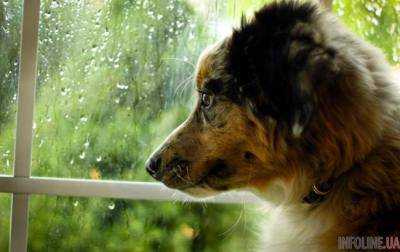 Погода на завтра: в Украине облачно, местами дожди