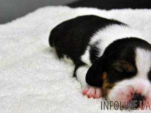 В Китае вывели первоую в мире генномодифицированную клонированную собаку