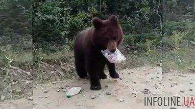 На трассе водители "откупились" от медведя пряниками.Видео