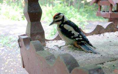 В Москве поселились редкие сирийские дятлы