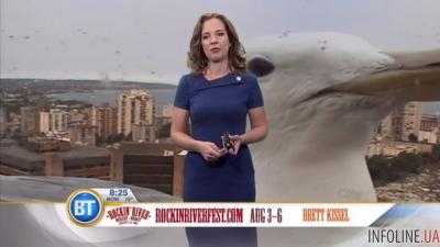 Видеохит: гигантская чайка превратила прогноз погоды в комедию.Видео