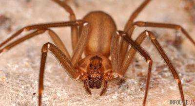 Днепропетровщину атакуют ядовитые пауки: жители бьют тревогу