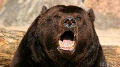 Медведь откусил руку пьяному посетителю кафе.Видео