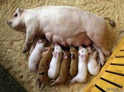 Поросенок-мутант с мордой шимпанзе всколыхнул сеть.Видео