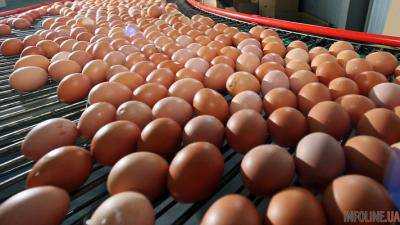 "Яичный скандал": в немецких продуктах обнаружили фипронил