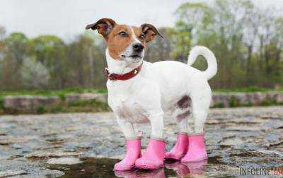 Сегодня в Украине дожди