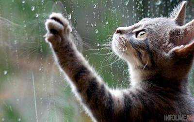 Сегодня в Украине пройдут небольшие дожди