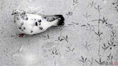 Завтра в Украине ожидается мокрый снег