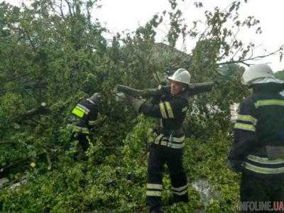 В Киевской области поваленное ветром дерево убило женщину