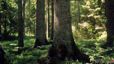 Суд ЕС пригрозил Польше штрафом за вырубку Беловежской пущи